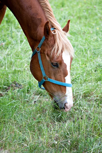 Portret van een paard — Stockfoto