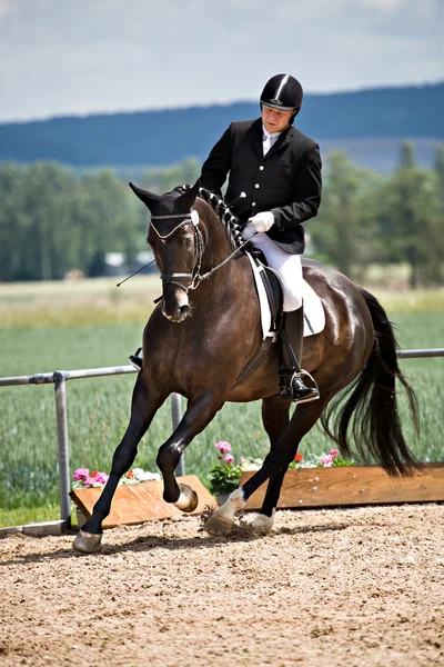 stock image Horse show