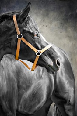 Black Horse clipart