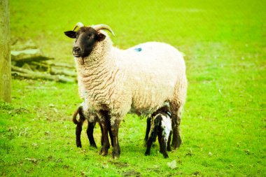 Ewe and lambs clipart