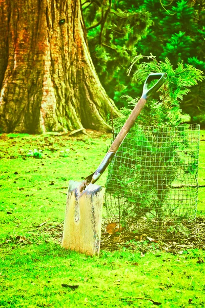 Trädgårdsarbete spade — Stockfoto