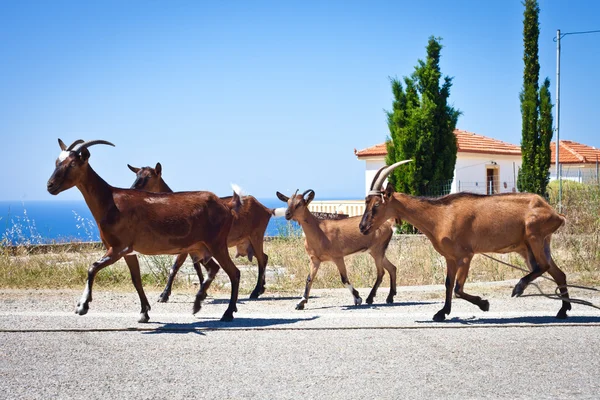 Goats in greece — Stock Photo, Image