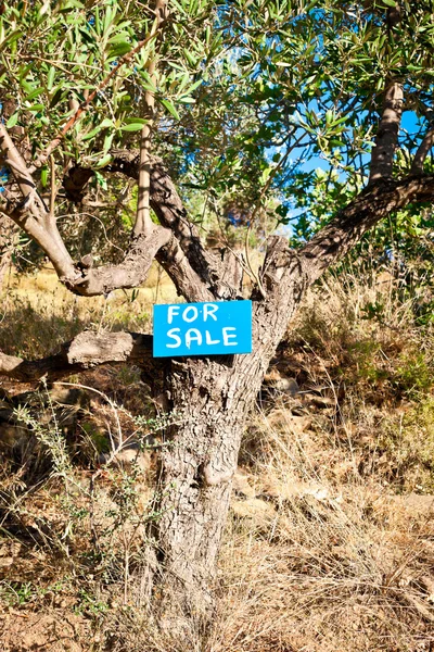 Baum zum Verkauf — Stockfoto