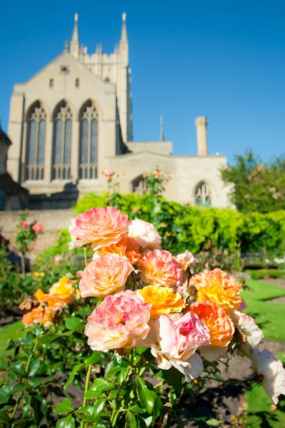 Jardín de rosas — Foto de Stock