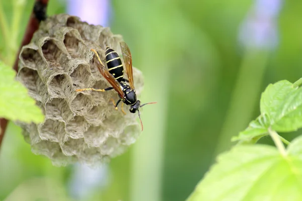 Polistes nimpha arısı
