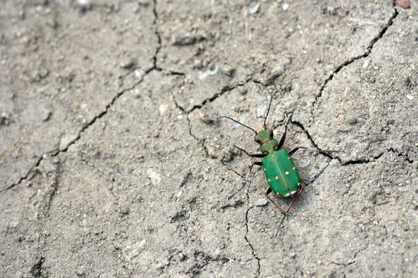 Yeşil kaplan böceği