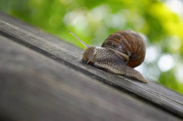 Stock image Snail on Wooden Plank