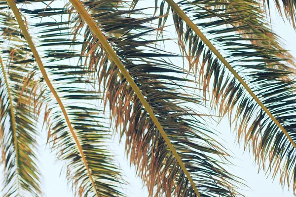 Closeup palm tree leafes in summer — Stock Photo, Image