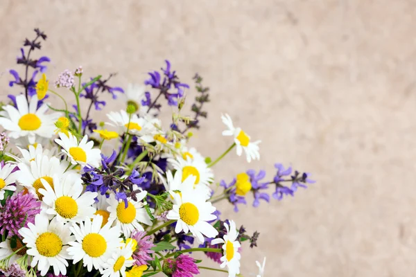 Schöne Wildblumen — Stockfoto