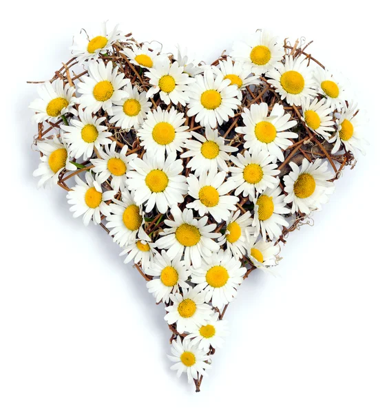 Heart of daisies — Stock Photo, Image