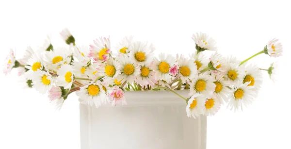 Gyönyörű virágok. — Stock Fotó