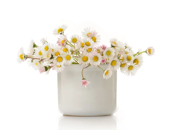Vase mit Gänseblümchen — Stockfoto