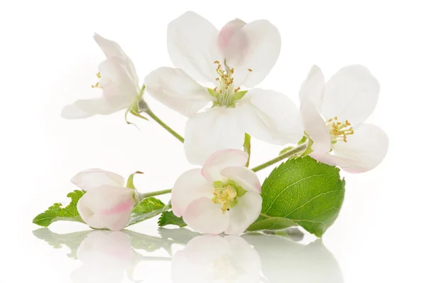 Apple bloemen — Stockfoto