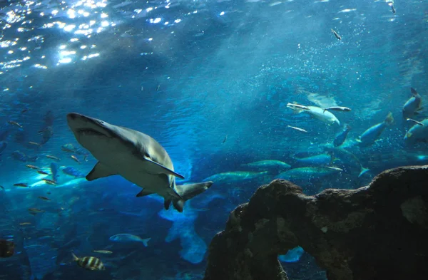 Haai in aquarium — Stockfoto