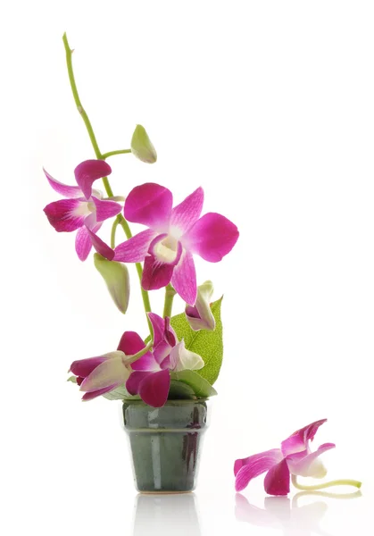 Vaso com orquídeas — Fotografia de Stock