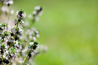 Blossom kekik