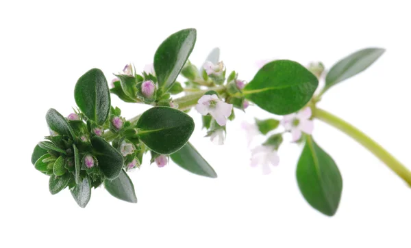 Thyme branch — Stock Photo, Image