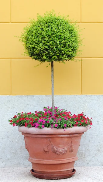 Small tree — Stock Photo, Image