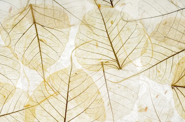 Прозрачные листья — стоковое фото