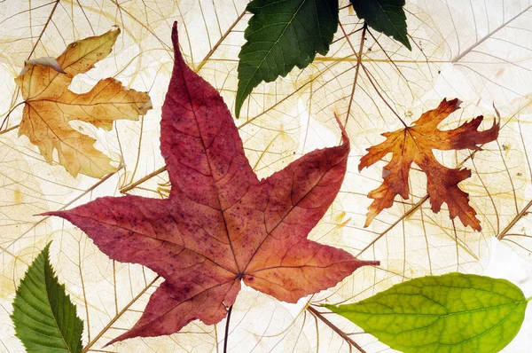 Colored leaves — Stock Photo, Image