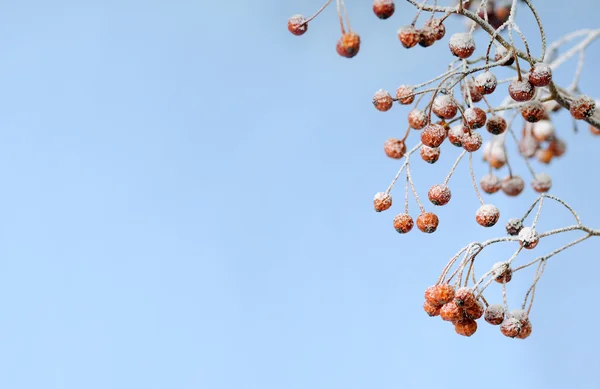 Dondurulmuş meyveler — Stok fotoğraf
