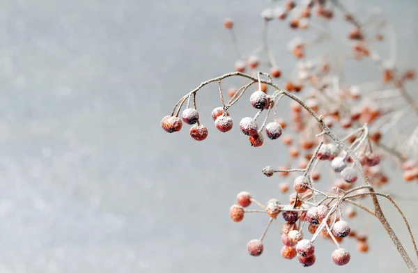 Beeren mit Schnee — Stockfoto