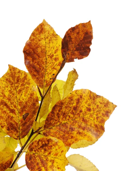 Φθινοπωρινά φύλλα — Φωτογραφία Αρχείου
