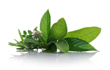 Bitkisel koleksiyonu