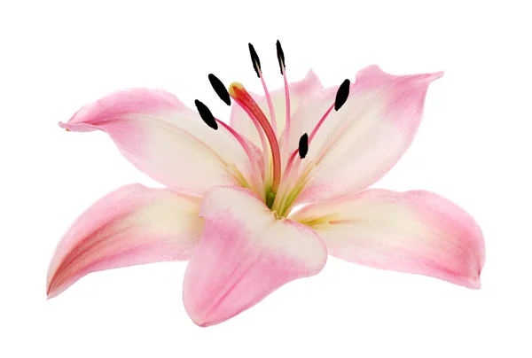 stock image Pink lily