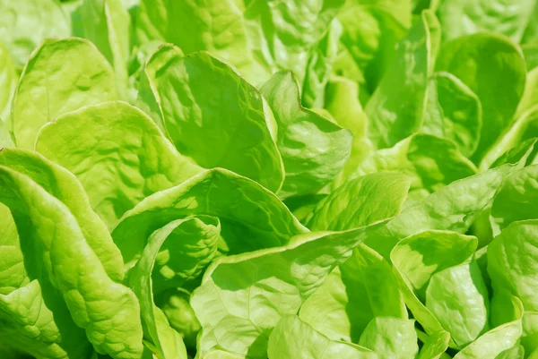 stock image Lettuce