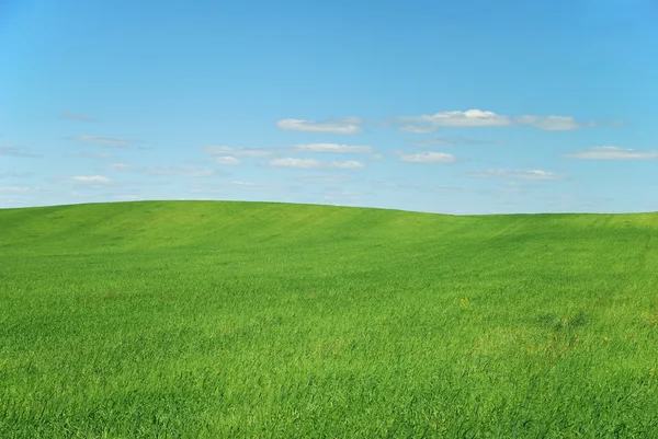 Green grass field — Stock Photo, Image