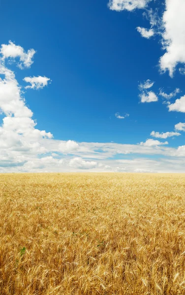 밀 밭 — 스톡 사진