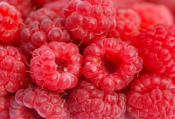 stock image Raspberry