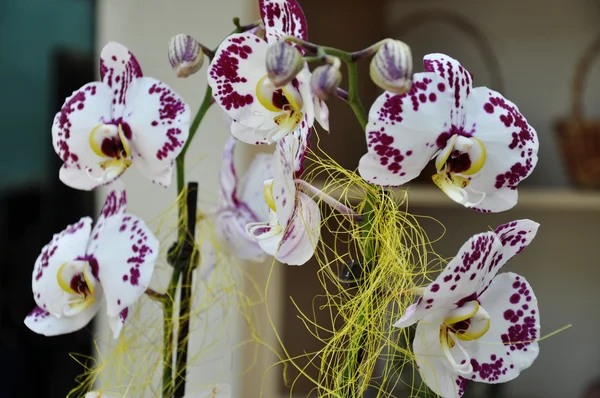 Orchidea selvatica — Foto Stock