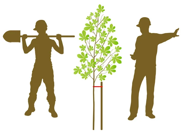 Kastanienbaum pflanzt Vektorhintergrund mit Arbeiter und Gärtner — Stockvektor