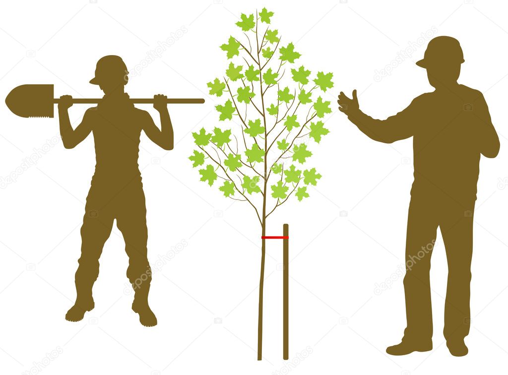 Maple tree plant vector background with worker and gardener