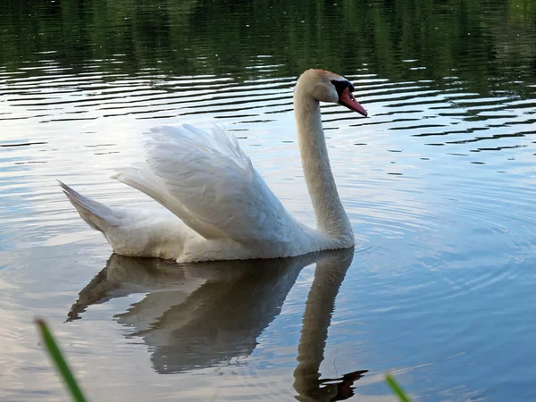 stock image White swan and grey swans