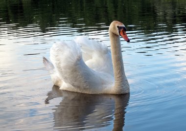 White swan and grey swans clipart