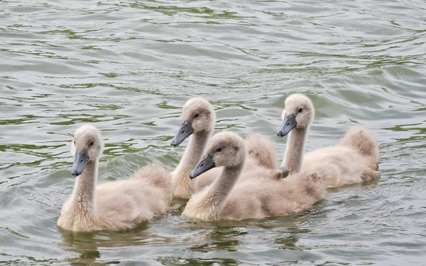 stock image White swan and grey swans