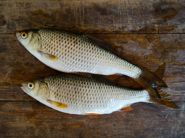 stock image Fish rudd on board