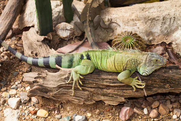 stock image Iguana lizard