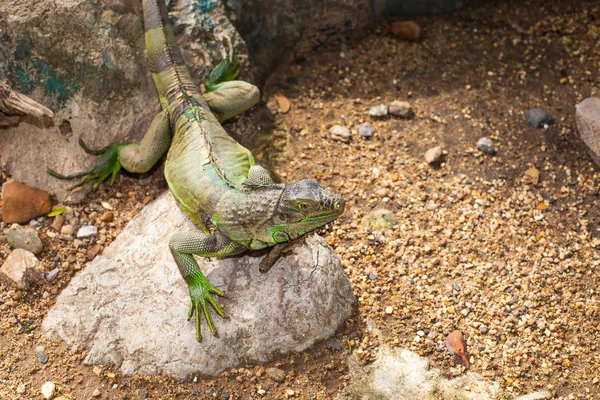 stock image Iguana lizard