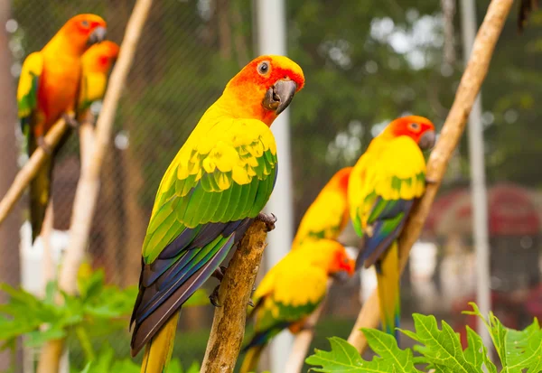 Os papagaios estão sentados no ramo — Fotografia de Stock