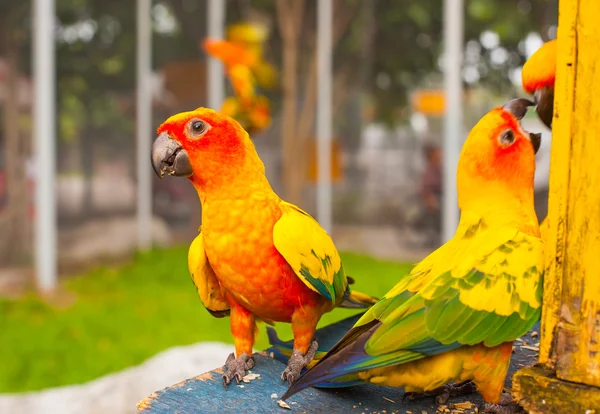 Papoušci jsou usadíte na větvi — Stock fotografie