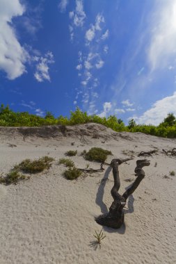 bir kumul üzerinde kuru ağaç dalı