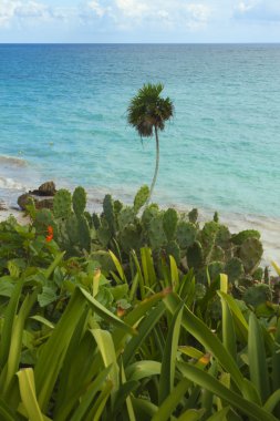 Karayipler plajı manzarası.