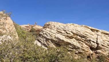 mojave çöl manzarası.