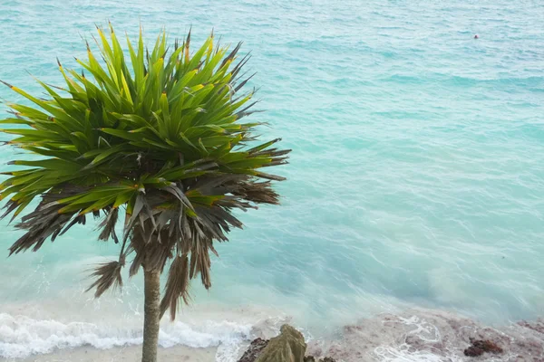 Widok na plażę na Karaibach. — Zdjęcie stockowe