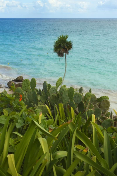 加勒比海滩的景观. — 图库照片