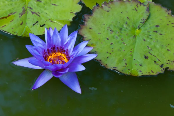 stock image Beautiful flowers